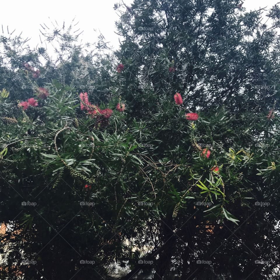 Tree-leaves-flowers 