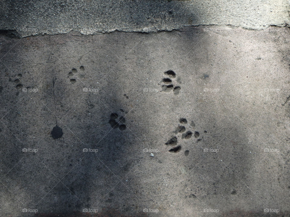 Key West Hemingway House