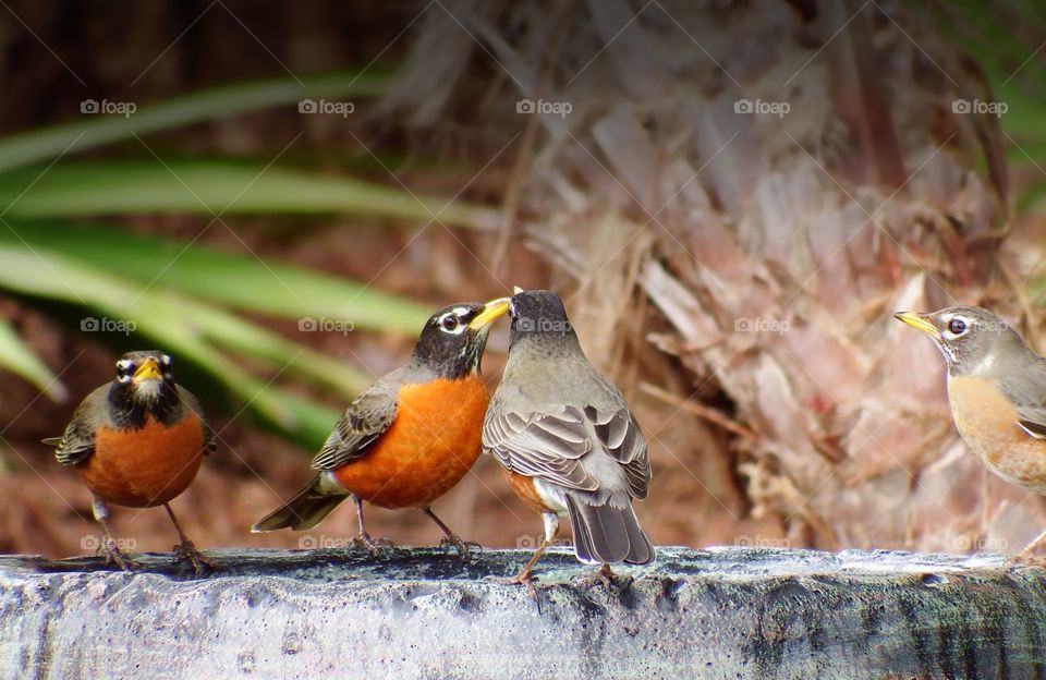 Male and female Robins take a fresh drink of water and socialize.