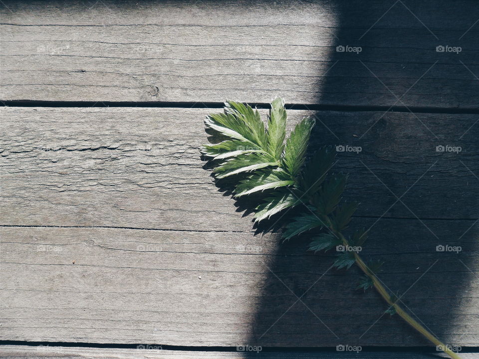 green branch on a wooden base