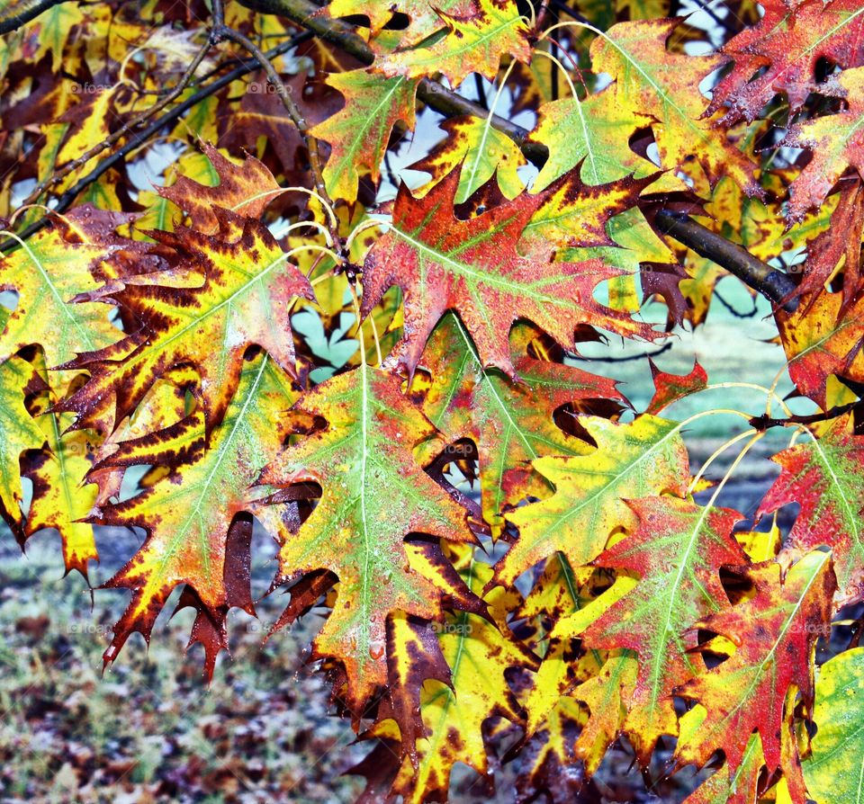fall leaves