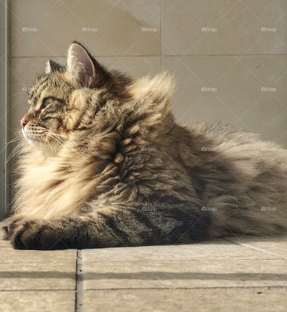 Long haired cat of siberian breed, brown tabby version 