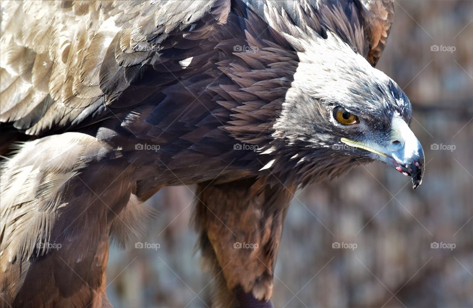 A Harris Hawk with the bloody remains of it's last meal still visible on its beak