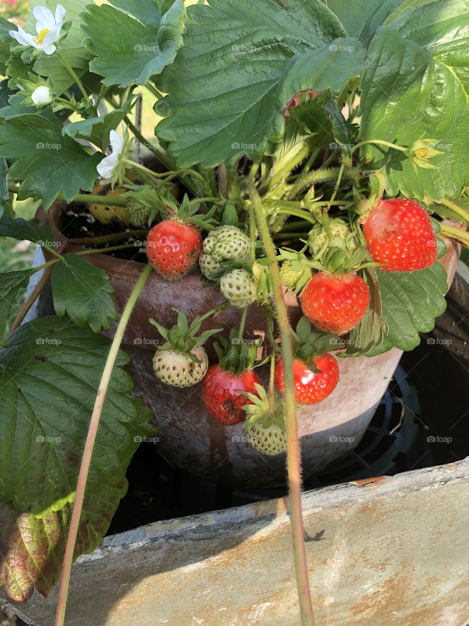 Strawberry plant