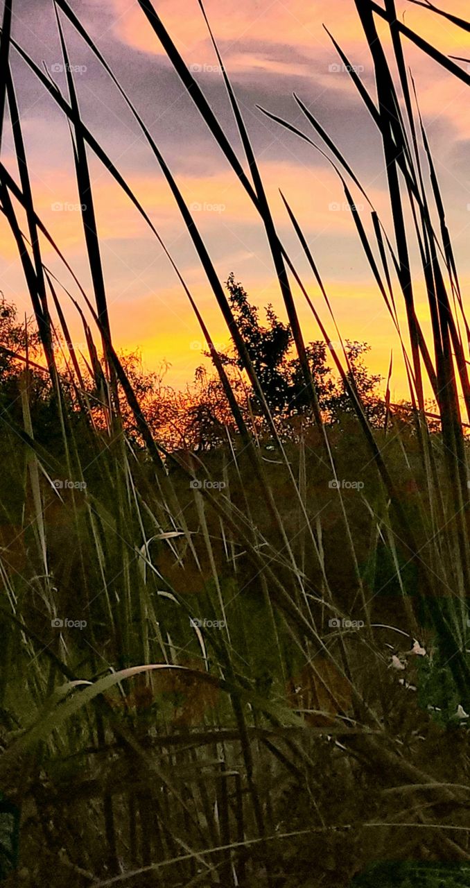 Sunrise over the marsh.