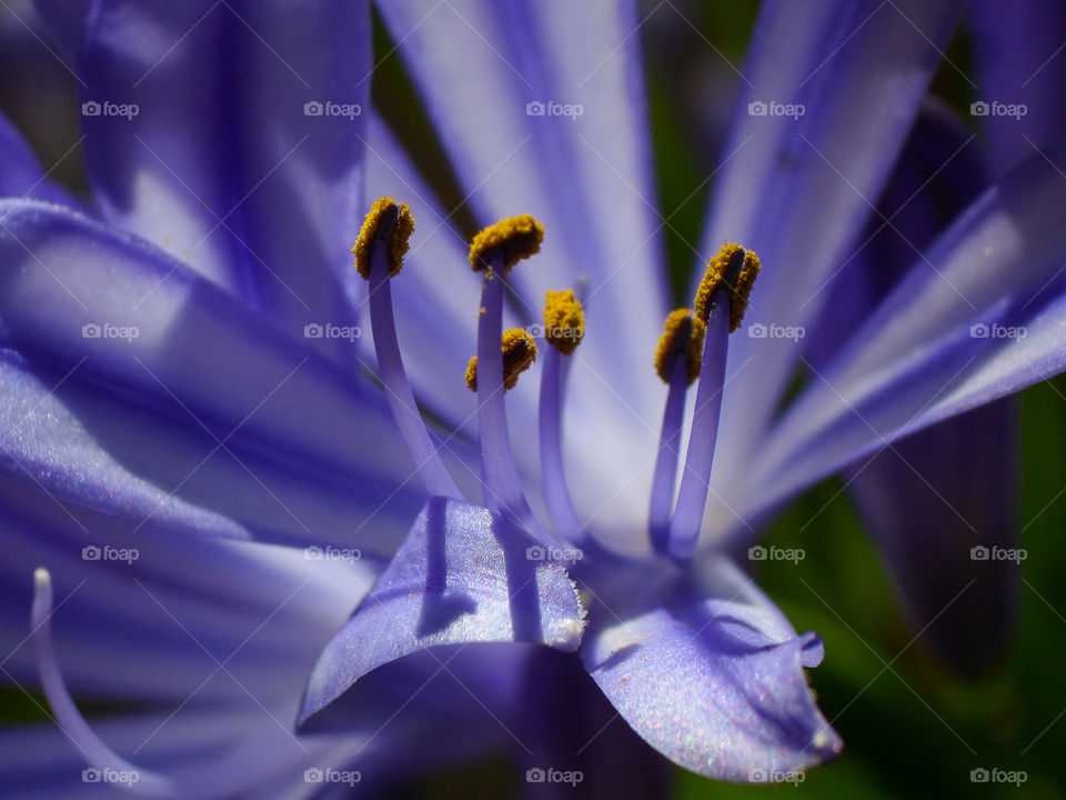 purple flower close up with pollen