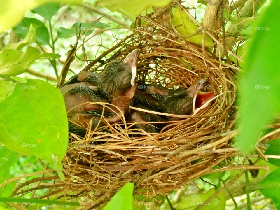 Baby Birds