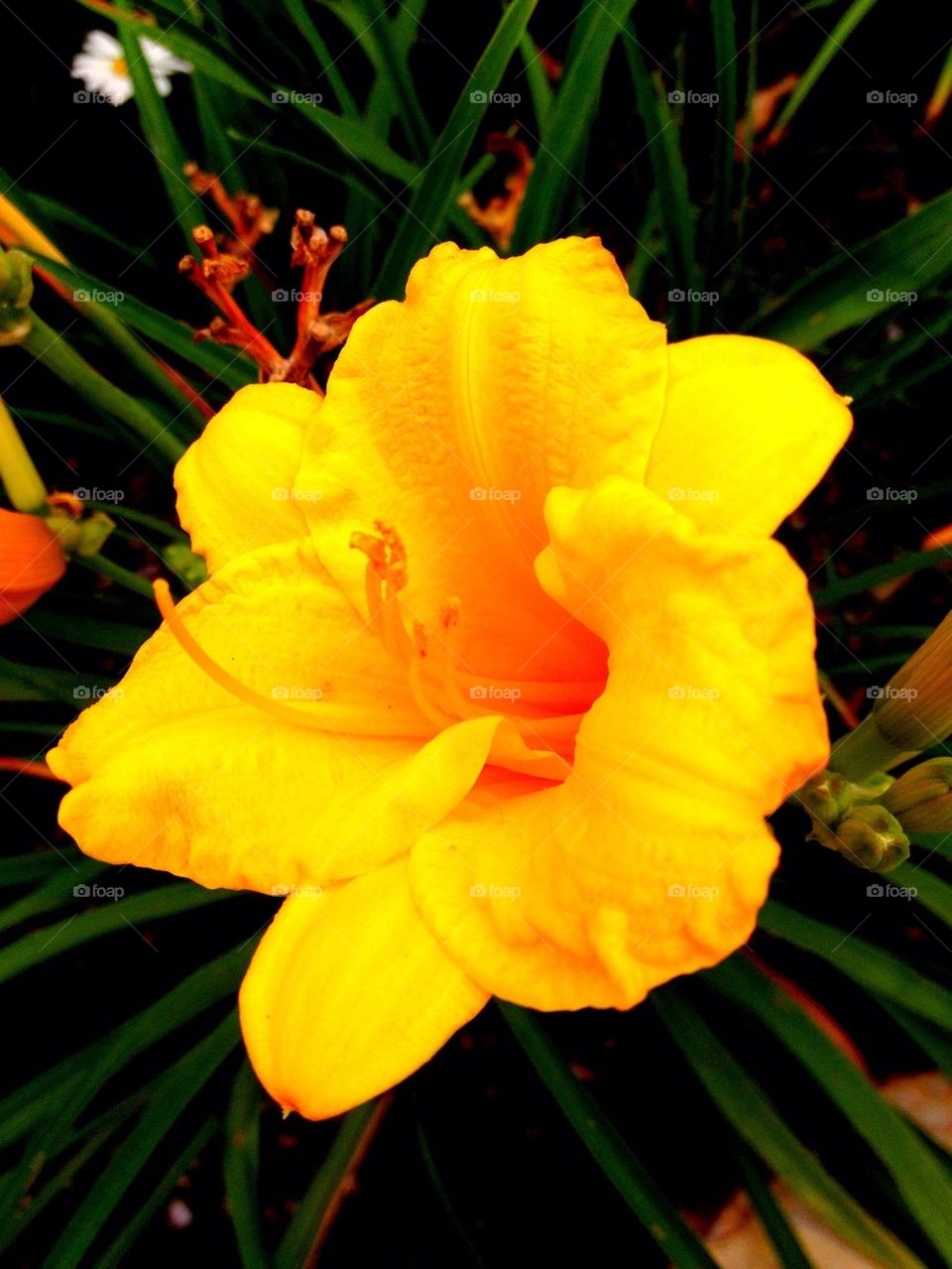 garden yellow flower summer by brendon.hivner