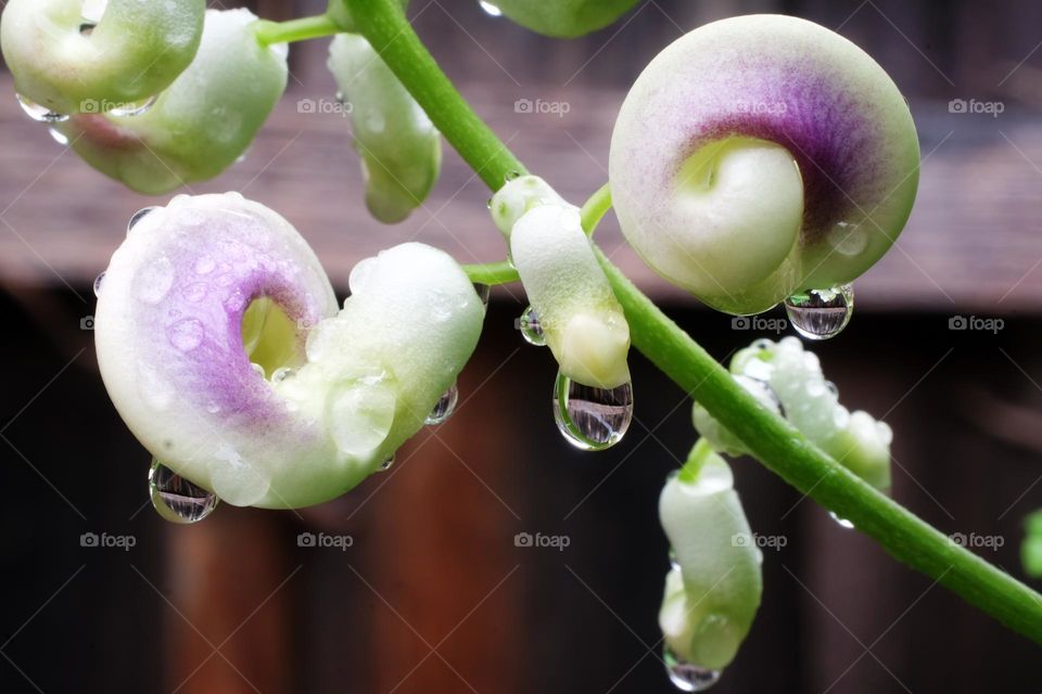 Eye-catching raindrops on cowpea shoots