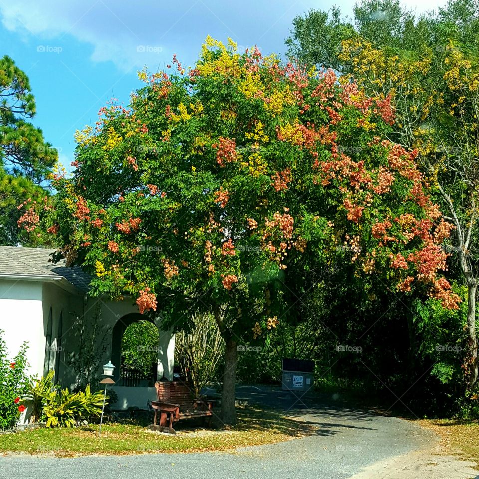 Tree, Garden, Leaf, No Person, Nature