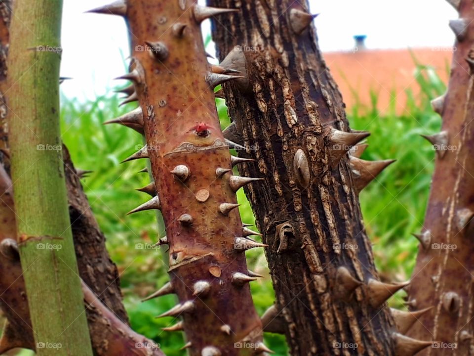 Every rose has thorns, so this branch of rose in garden.