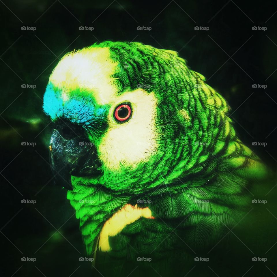 A parrot in a zoo in Bolivia