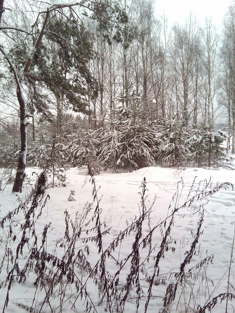 Winter, Snow, Tree, Wood, Cold