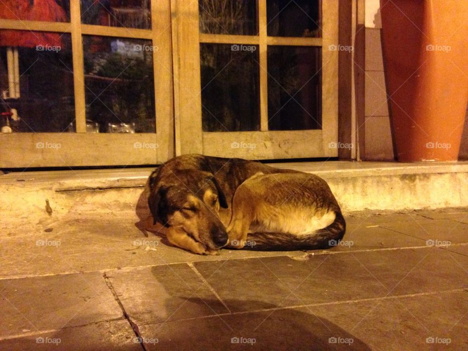 No Person, Indoors, Wood, Mammal, Window