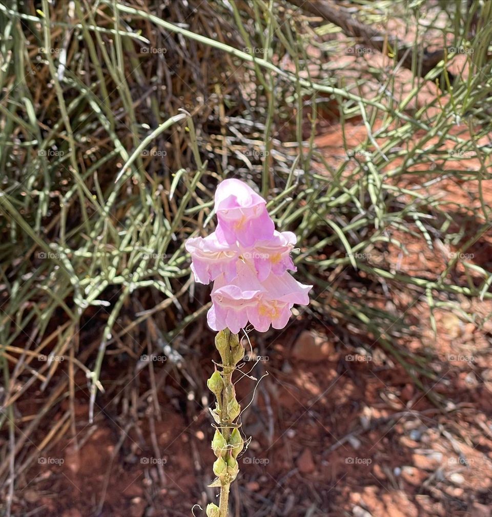 Blessings and beauty in the desert 🌵