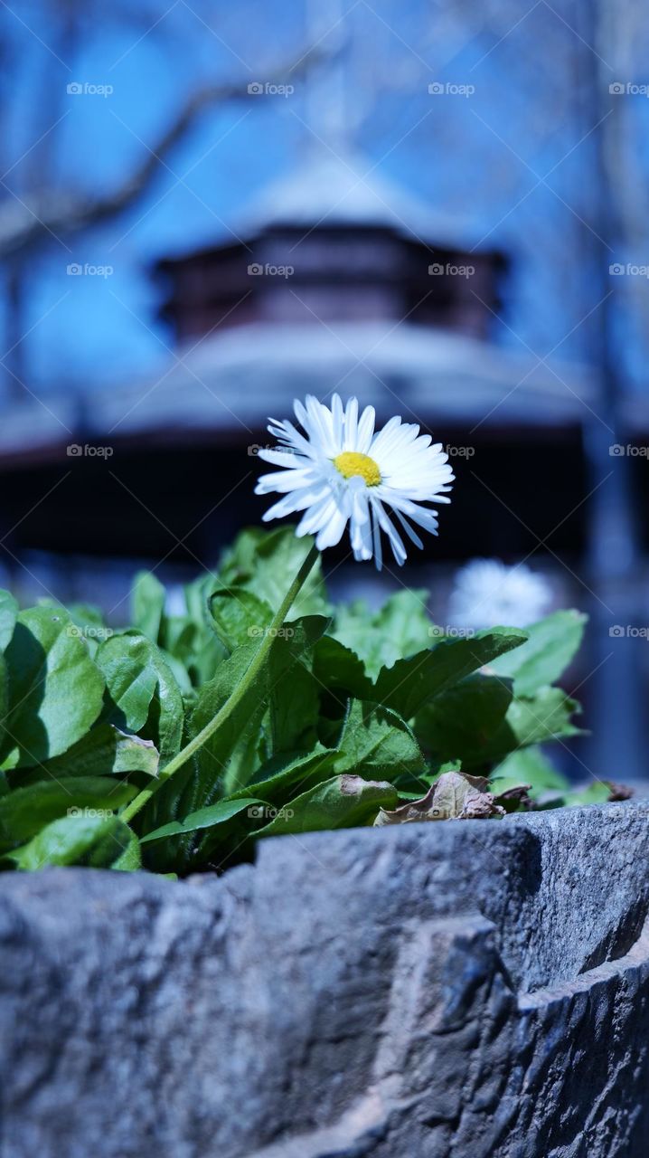 Queen of The spring!