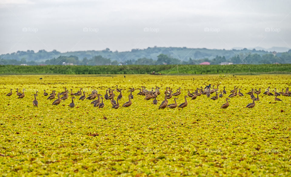 Freedom in the nature