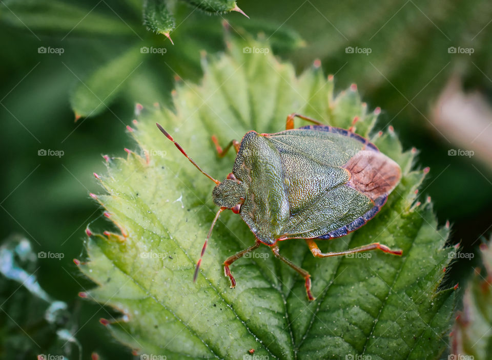 Mottled shieldbug