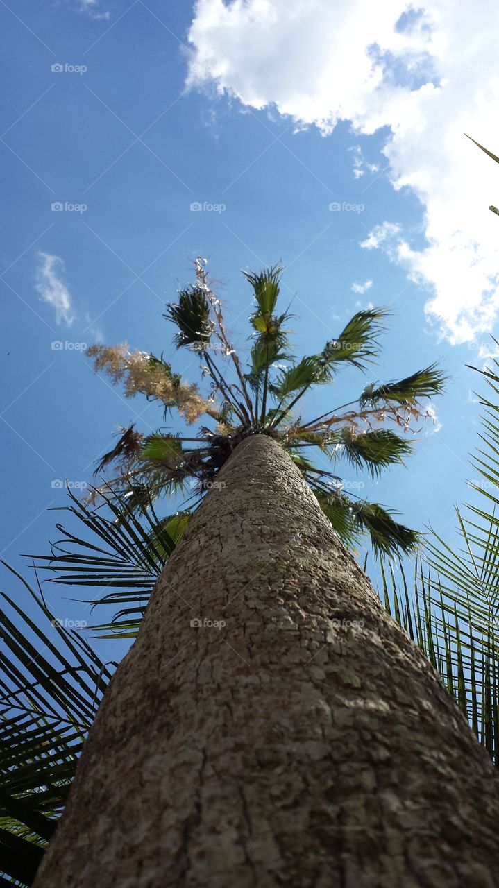 Palm tree tall
