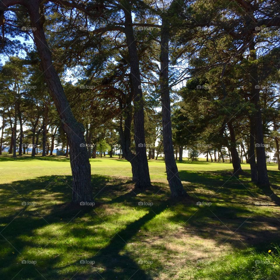 Tree, Landscape, Grass, Park, Nature