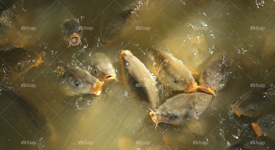 Koi carp