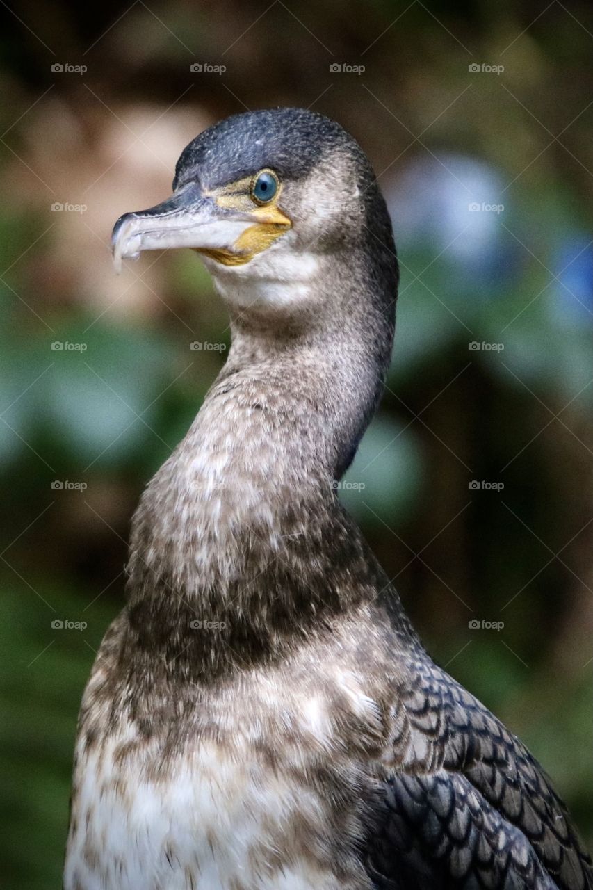 Cormorant 