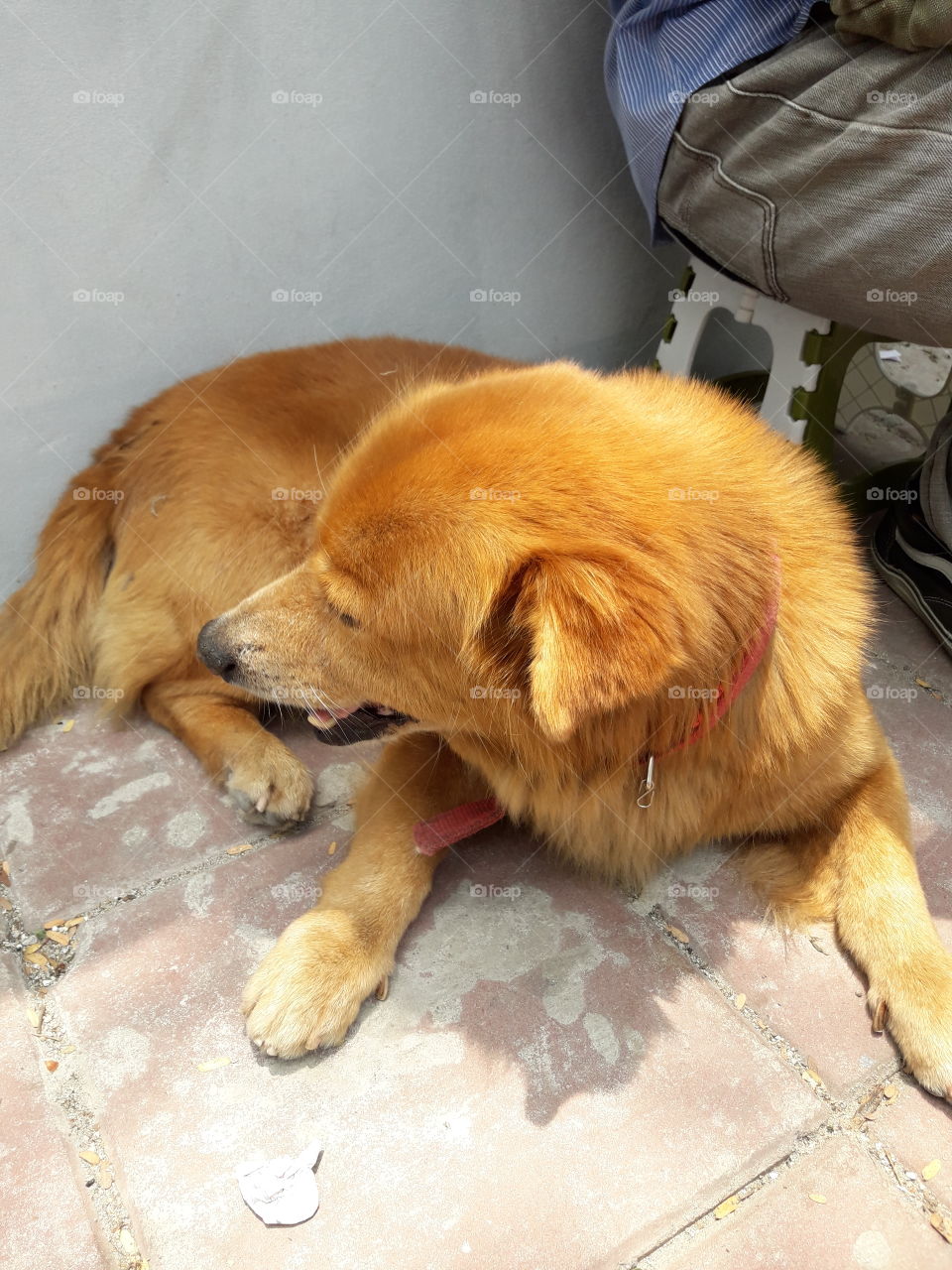 When I met this dog , he can remember me because I take him the food for 2-3 times. And he come to me, I rub gently his head, his face is in front of me but when I pick up my mobile phone to photo him , he will turn away his face to avoid the camera.
