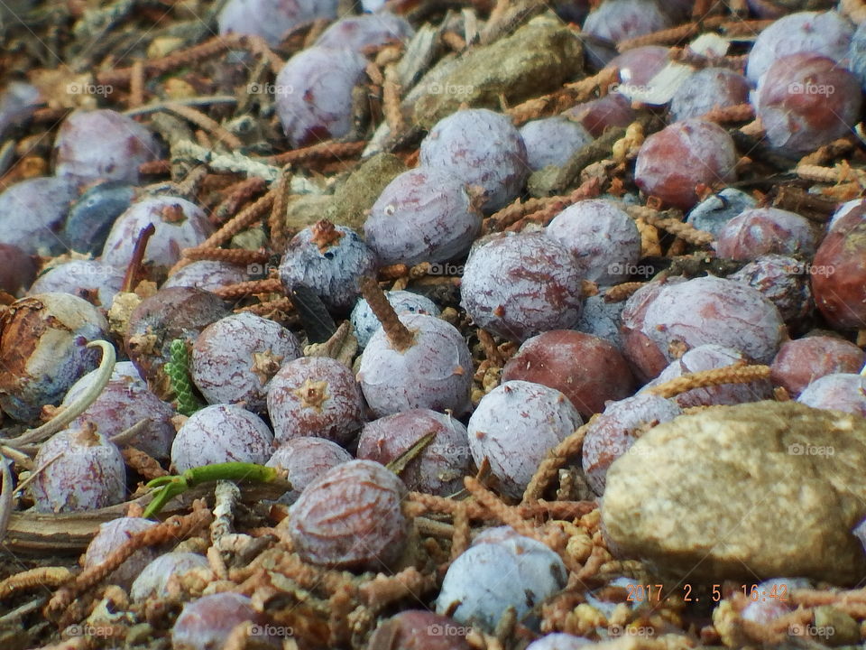 fallen juniper berries.