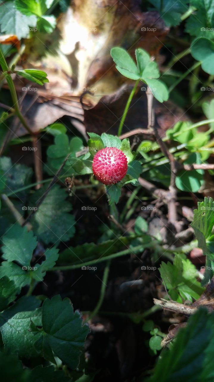Wild Strawberry?