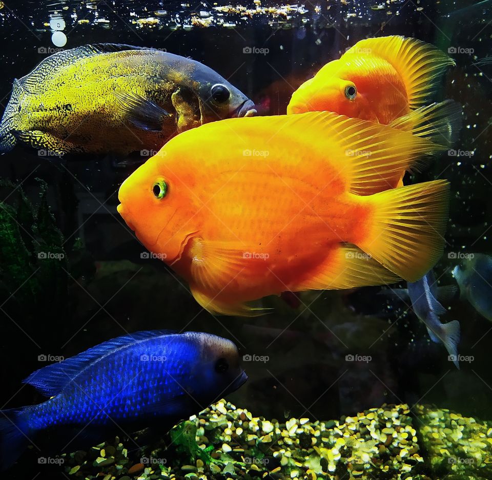 Aquarium.  Fish: blue dolphin, two orange parrots and astronotus