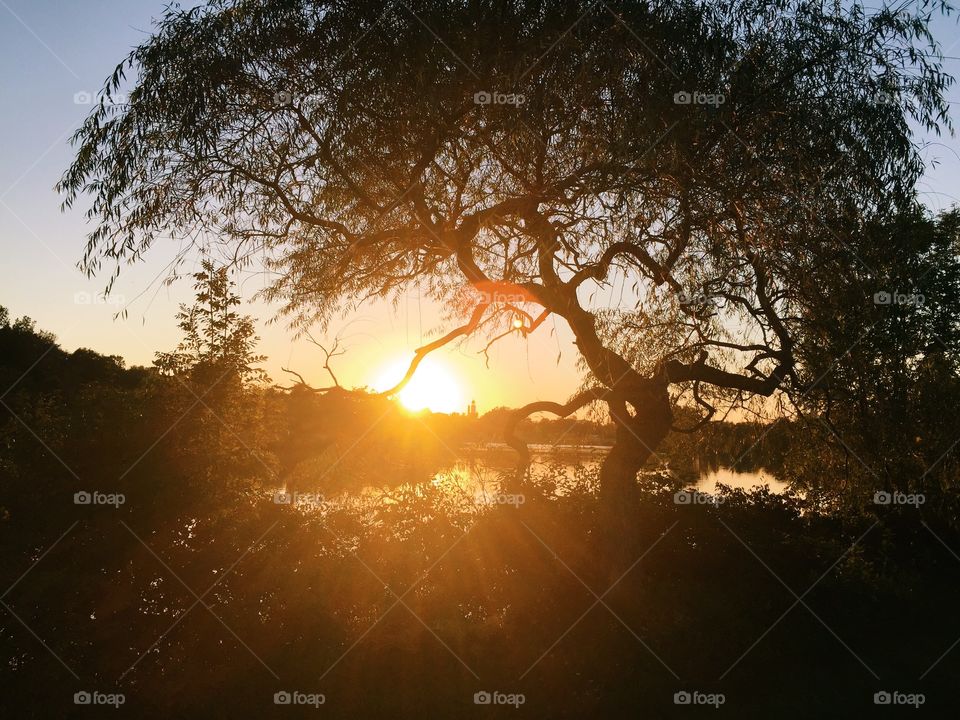 Silhouette of tree during sunset