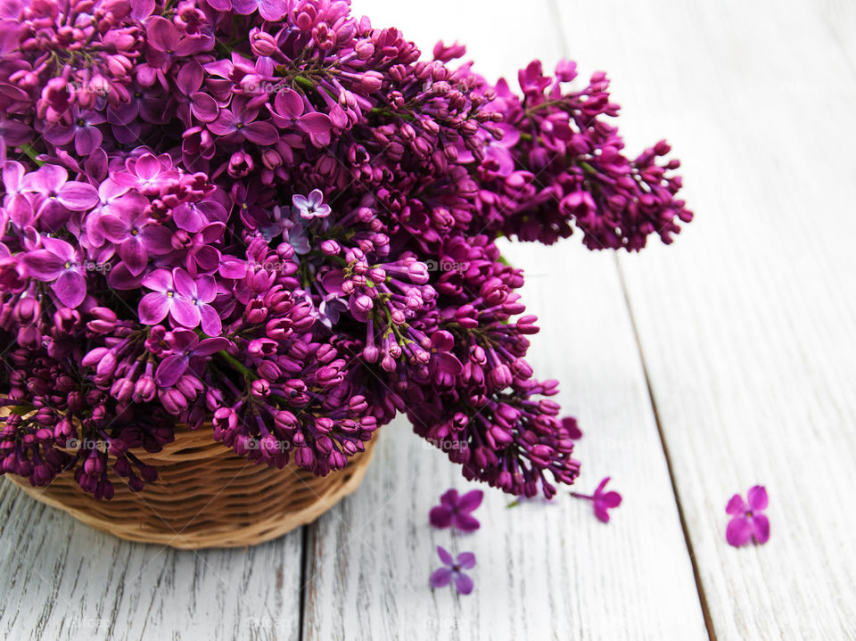 Spring lilac flowers 