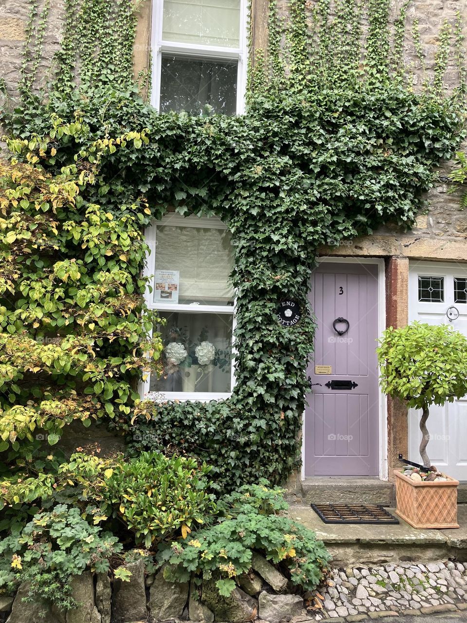 Ivy growing freely in an urban setting 