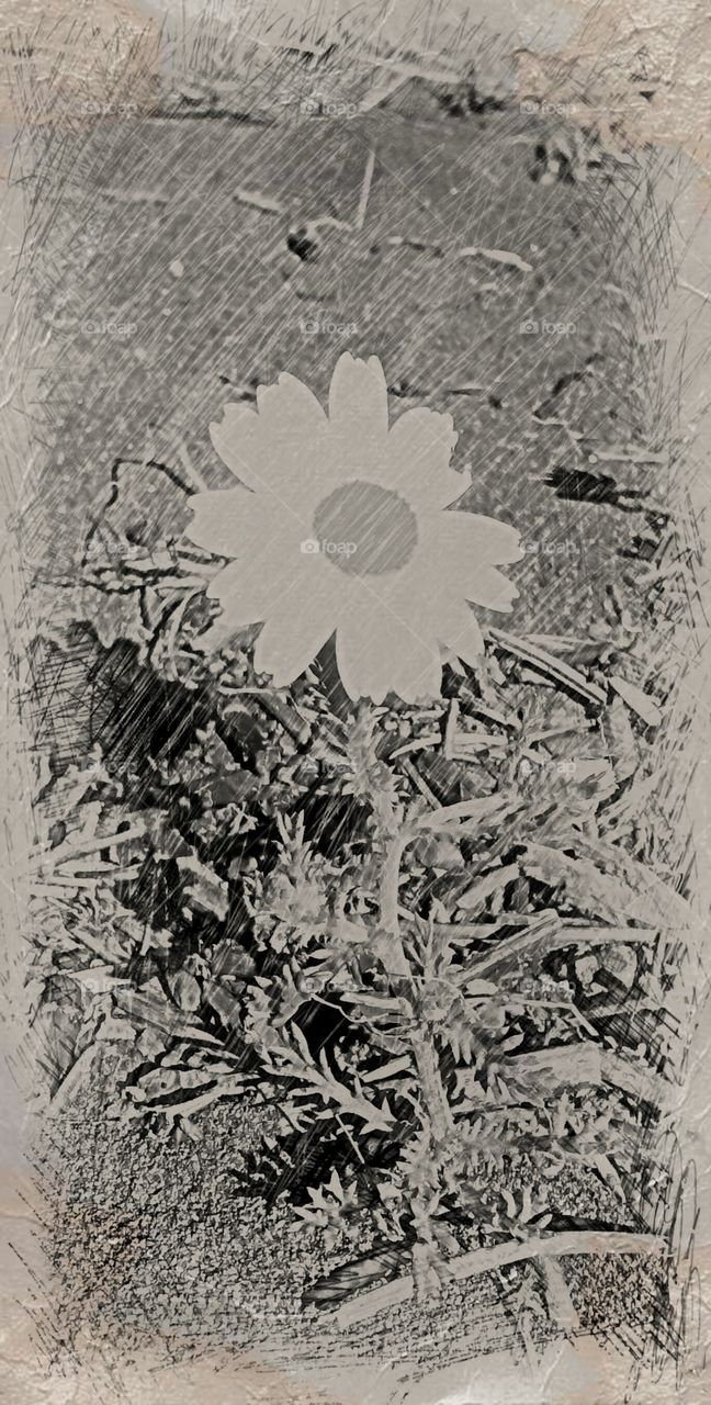 Flower in  black and white