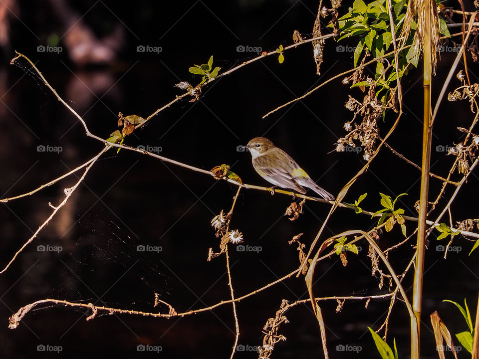 Yellow-Rumped Warbler in the Early Morning Light