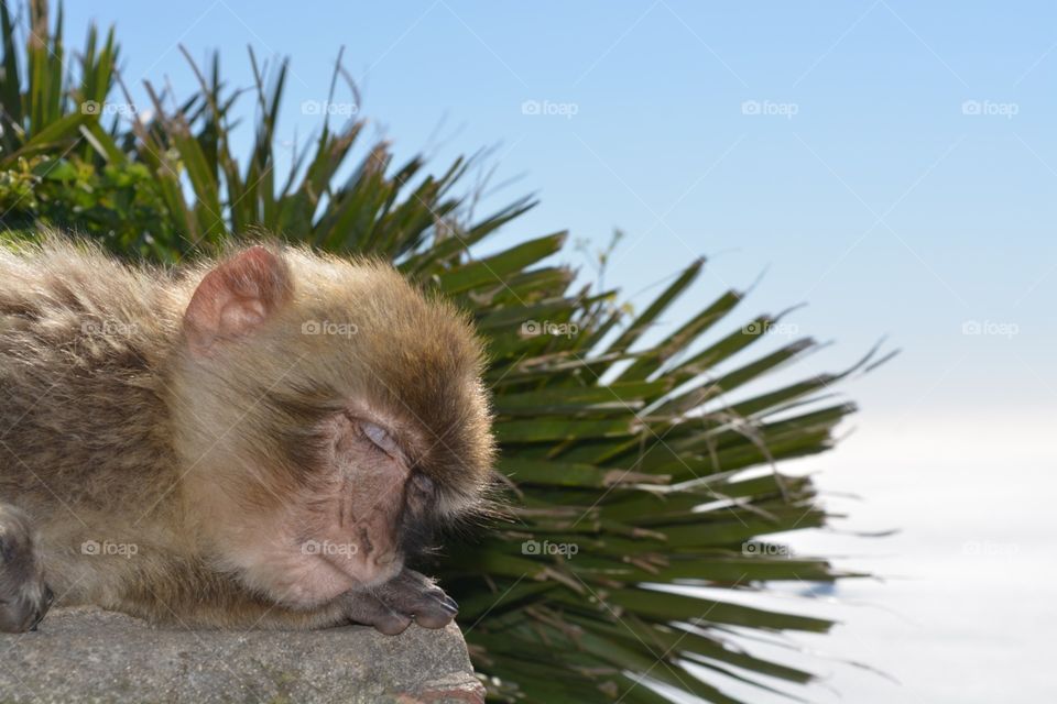 Sleeping monkey