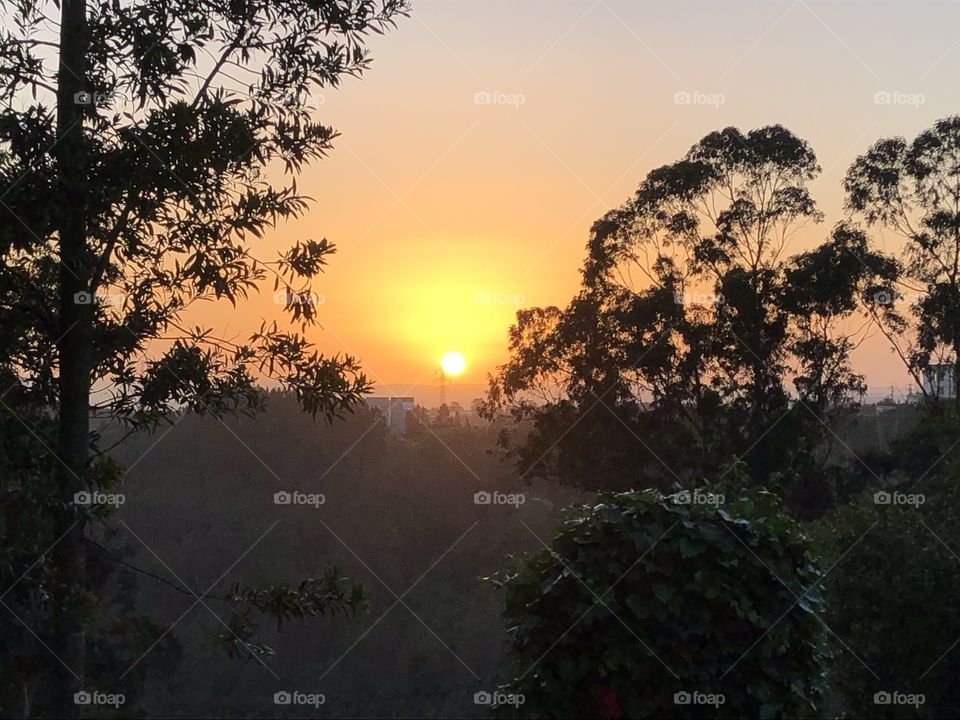 A warm orange sunset, behind the silhouettes of trees - no edits, #nofilter #truenature #truephotos