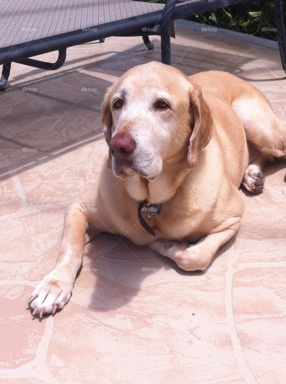 Yellow lab