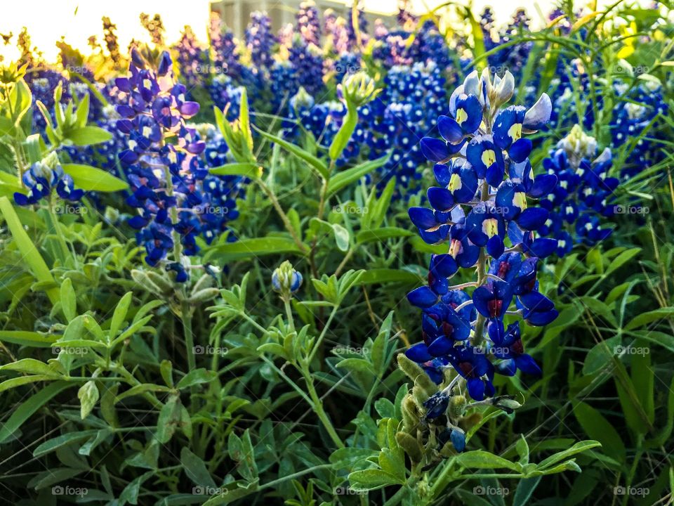 Bluebonnets 