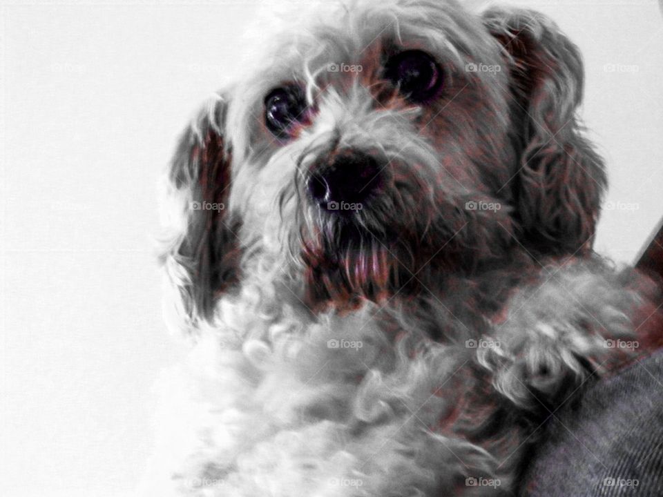 WoodyII. Woody is so cute and he loves to be held