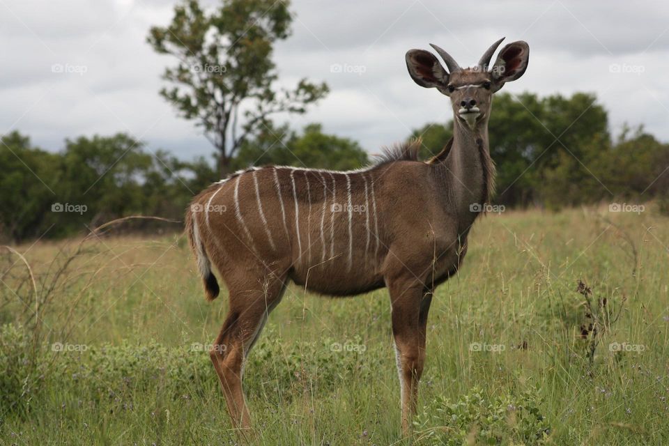 young Kudu bull. South Africa