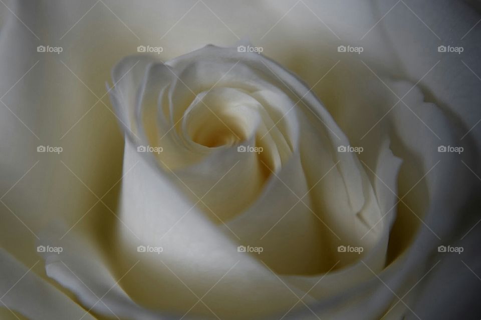 Romance Flower
