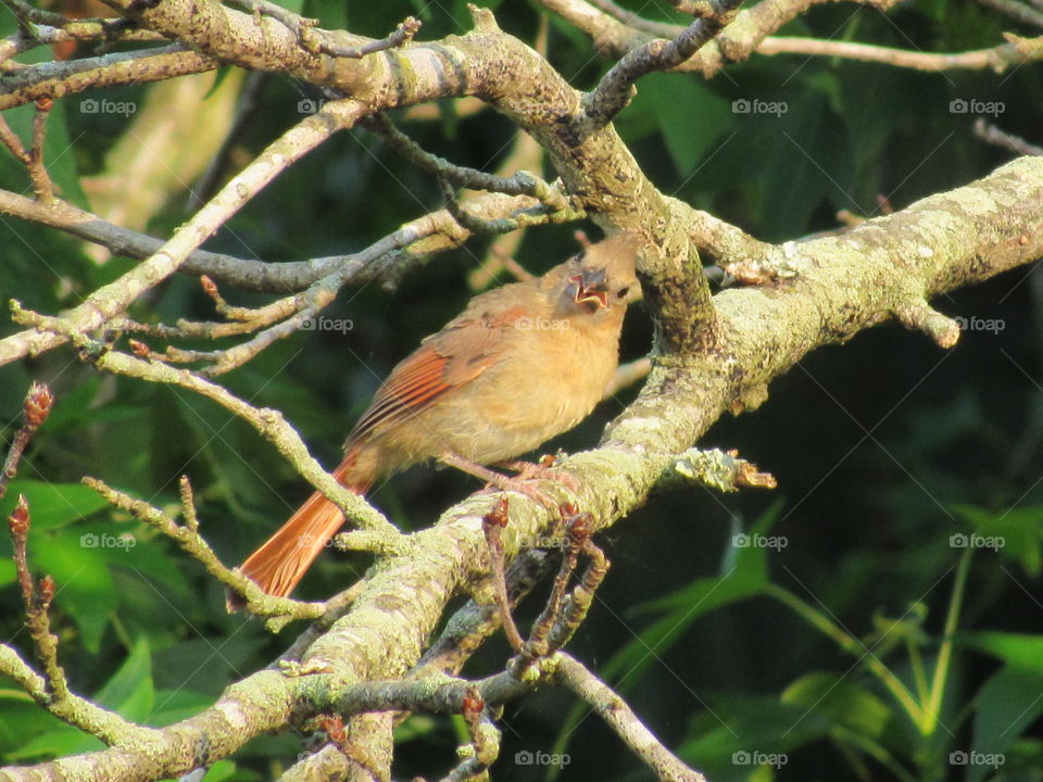 Fledgling Cardinal