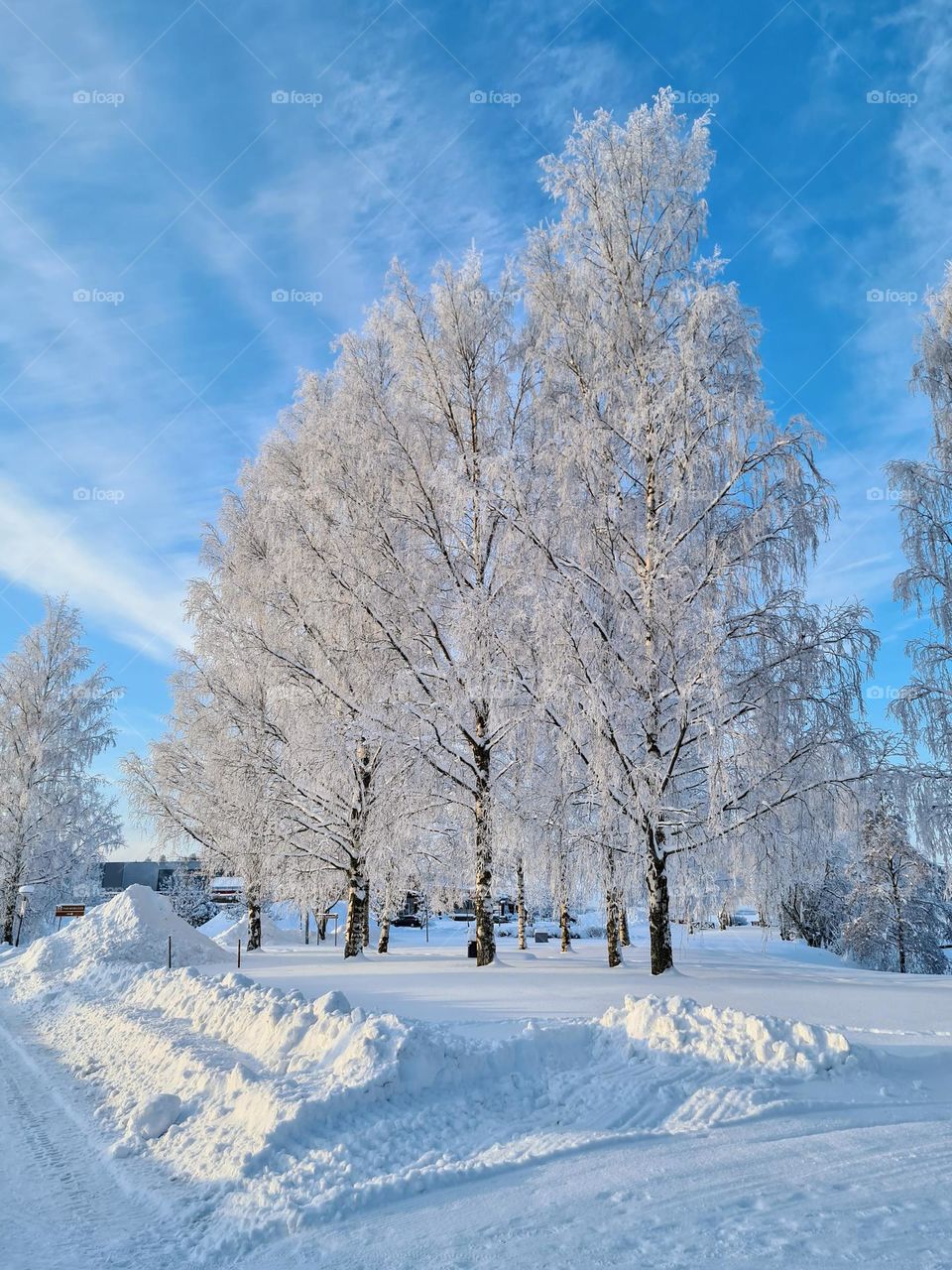 Beautiful tranquil scene view with many birch trees with bare frosted branches in the middle of snow area under the bright blue sky with light white clouds