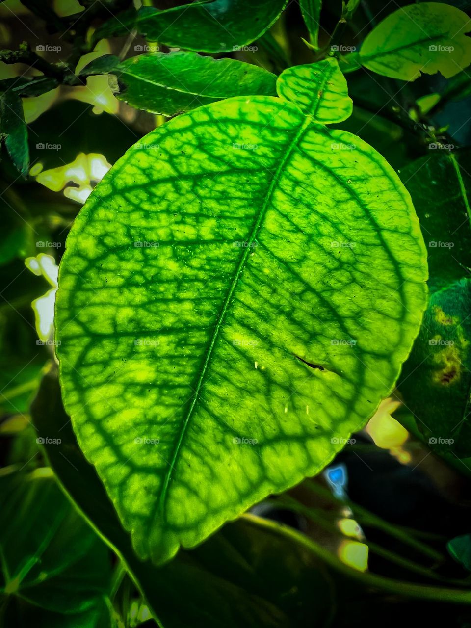 lime leaf strcture