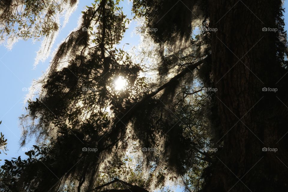 sunlight shining through spanish moss