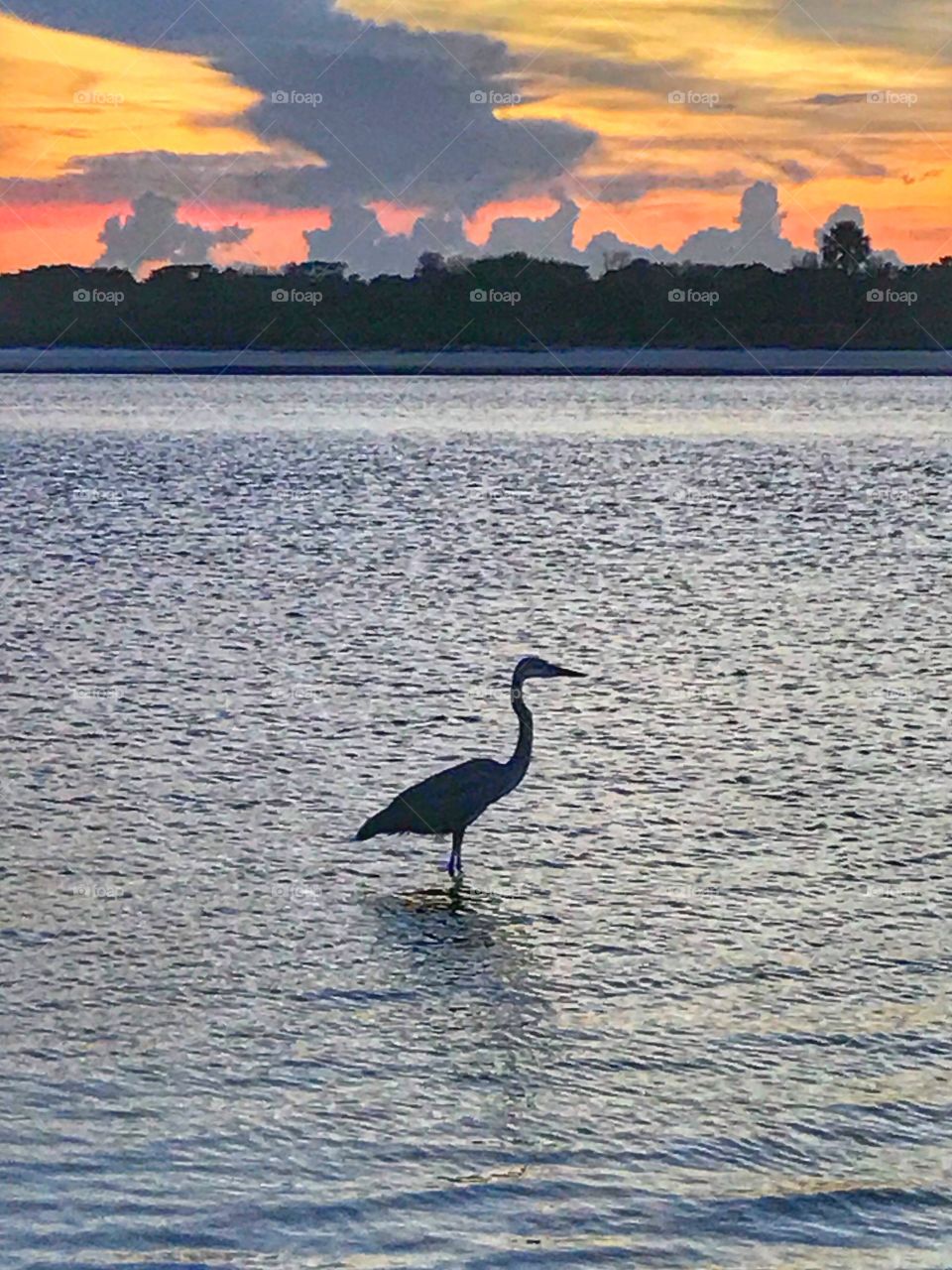 Heron wading at dusk