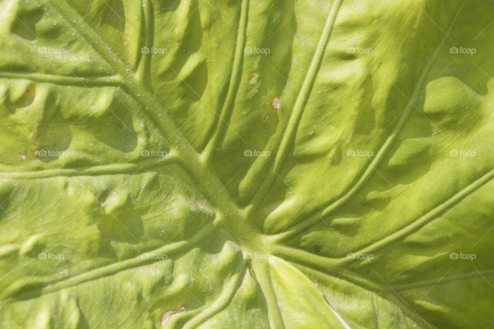 Close up of green leaf