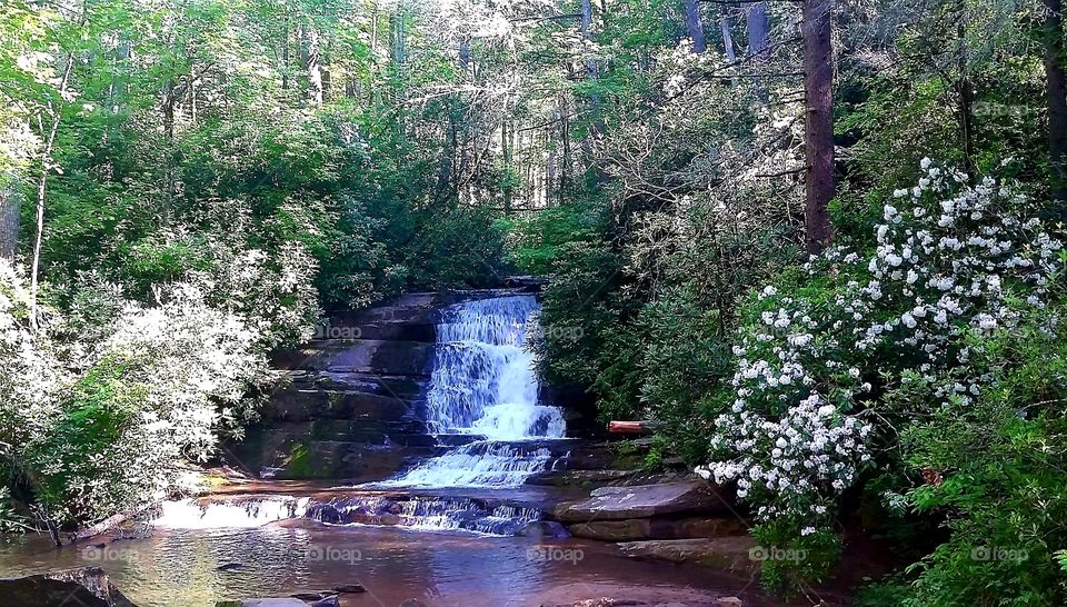 Waterfall with mountain laurel on Stonewall creek in the North Georgia mountains