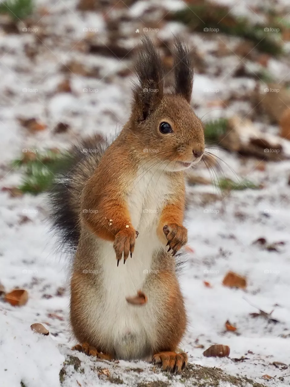 Squirrel